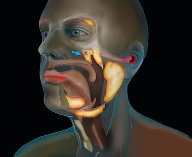 Tubarial Glands: A Groundbreaking Find in the Fight Against Cancer